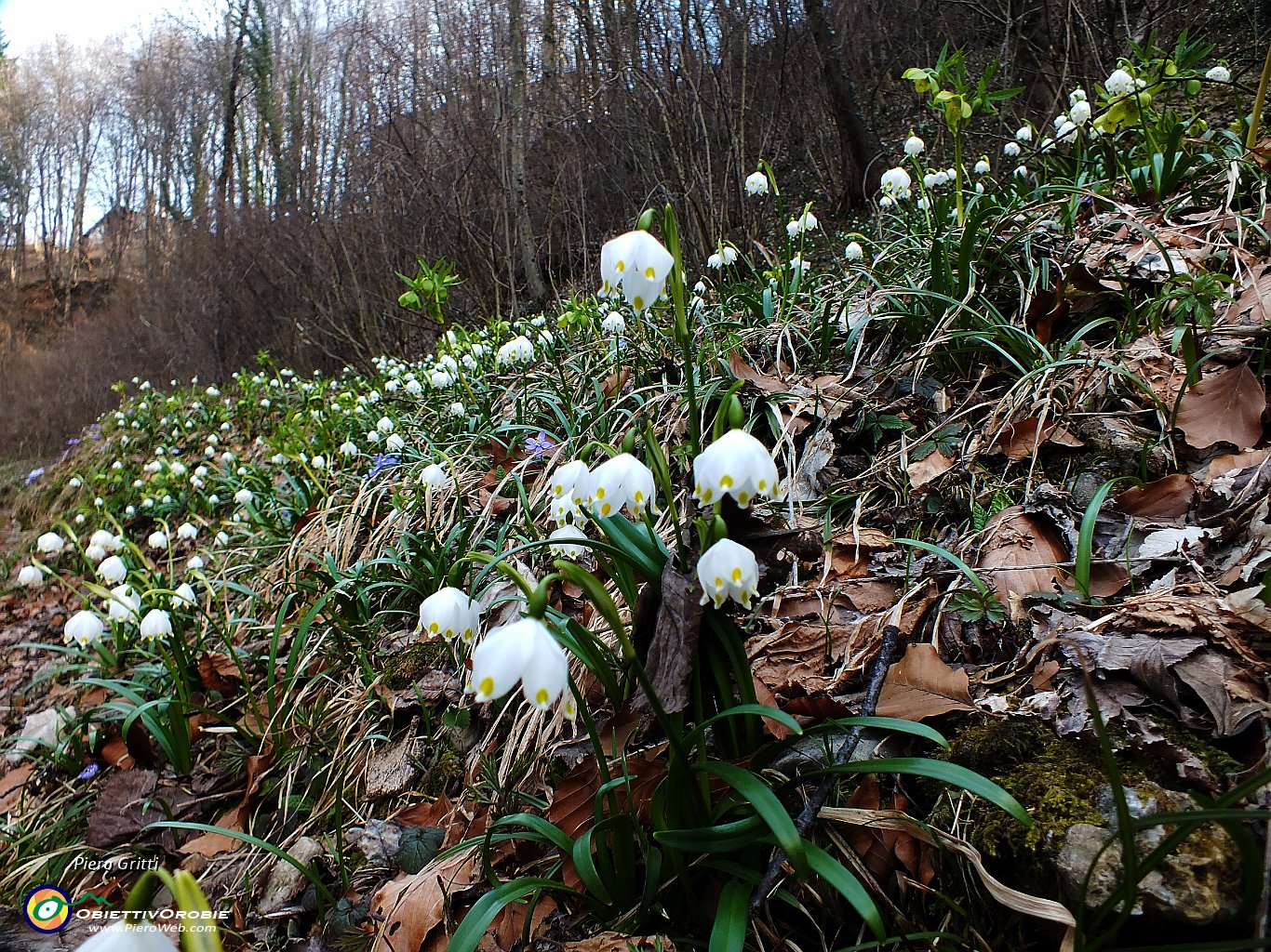 78 Campanelle di Primavera (Leucojum Vernum).JPG